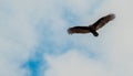 Turkey Vulture Soaring Royalty Free Stock Photo