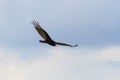 Turkey vulture in flight Royalty Free Stock Photo