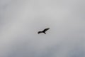 Turkey vulture soaring near the Pacific shore near Santa Barbara, California