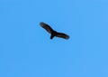 Turkey vulture soaring with outstretched wings on clear blue sky Royalty Free Stock Photo