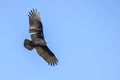 Turkey Vulture Soaring In The Sky Royalty Free Stock Photo