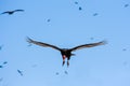 Turkey vulture over the Islas Ballestas, Paracas Peninsula, Peru Royalty Free Stock Photo