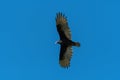 Turkey Vulture soaring overhead with wings spread wide Royalty Free Stock Photo