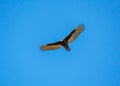 Turkey Vulture soaring above head in wildlife sanctuary in Rome Georgia. Royalty Free Stock Photo