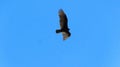 Turkey vulture soaring through the sky in the Florida Everglades Royalty Free Stock Photo