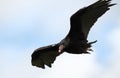 Turkey Vulture soaring at Tallulah Gorge State Park, Georgia USA