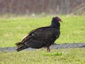 Turkey Vulture standing on field in NewYorkState FingerLakes region Royalty Free Stock Photo