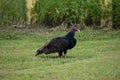 Turkey vulture standing in grass Royalty Free Stock Photo