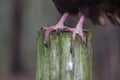 Turkey Vulture Talons