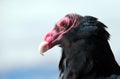 Turkey Vulture or Turkey Buzzard Royalty Free Stock Photo