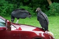 Turkey vulture vandalizing a red car on the street Royalty Free Stock Photo