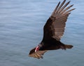 Turkey vulture Royalty Free Stock Photo