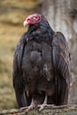 Turkey vulture (Cathartes aura) Royalty Free Stock Photo