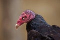 Turkey vulture (Cathartes aura) Royalty Free Stock Photo