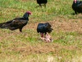 Turkey Vultures Cathartes aura in Cuba Royalty Free Stock Photo