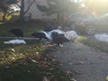 Turkey vultures congregating and scavenging on trash day Royalty Free Stock Photo