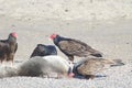 Turkey Vultures and dead seal ashore - Goat Rock Beach Northern California