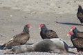 Turkey Vultures and dead seal ashore - Goat Rock Beach Northern California