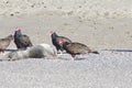 Turkey Vultures and dead seal ashore - Goat Rock Beach Northern California