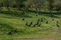 Turkey vultures in a field closeup