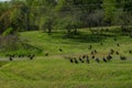 Turkey vultures in a field Royalty Free Stock Photo