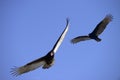 Turkey Vultures in Flight Royalty Free Stock Photo