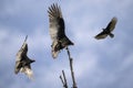 Turkey Vultures flying around a tree Royalty Free Stock Photo