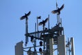 Turkey Vultures Perch on Cell Tower Royalty Free Stock Photo