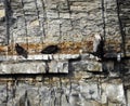 Turkey Vultures fly around and roost on waterfall gorge wall ledge in NewYorkState Royalty Free Stock Photo