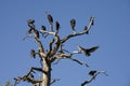 Turkey Vultures roosting in a snag Royalty Free Stock Photo