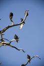 Turkey Vultures roosting in a snag