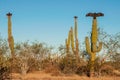 Turkey vultures sitting on cactus and dry their wings Royalty Free Stock Photo