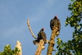 Turkey Vultures Sunrise Bask Royalty Free Stock Photo