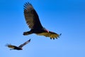 Turkey Vultures