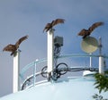 Turkey Vultures on a Water Tower Royalty Free Stock Photo