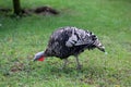 Turkey walks and Skunk grass . Royalty Free Stock Photo