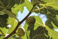 Turkey- Antalya. fig tree with fruits.
