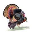 Turkey Watercolor painting. Watercolor hand painted cute animal illustrations