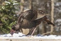 A turkey in a winter scene Royalty Free Stock Photo