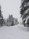 Turkey& x27;s on a winter road .Christina Lake BC