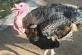 Turkey in the zoo Royalty Free Stock Photo