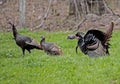 A male turkey displays his feathers for females. Royalty Free Stock Photo