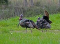 Two male turkey walks through green grass. Royalty Free Stock Photo