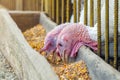 Turkeys eat grain in a poultry farm