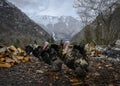 Turkeys on a farm in the mountains of Abkhazia in winter