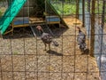 Turkeys farm Royalty Free Stock Photo