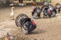Turkeys in farm yard Royalty Free Stock Photo