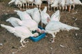 Turkeys on the farm yard Royalty Free Stock Photo