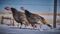 turkeys on the fence line Royalty Free Stock Photo