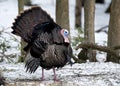 Wild Tom Turkey strutting in early Spring during mating season. Royalty Free Stock Photo